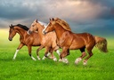 Horses in Spring Rush Puzzle  500Pcs-Castor B54084-6