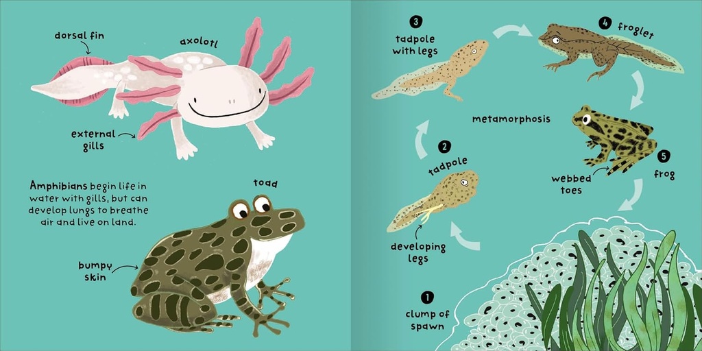 Miles Kelly - Big words for little experts - Animals - 94912