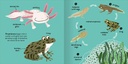 Miles Kelly - Big words for little experts - Animals - 94912