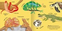 Miles Kelly - Big words for little experts - Animals - 94912