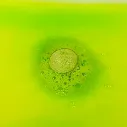 51l2AT8a7wL._AC_SX569_.webp