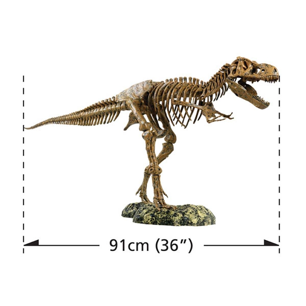 TYRANNOSAURUS REX SKELETON -VT026