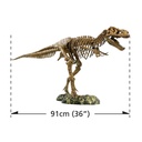 TYRANNOSAURUS REX SKELETON -VT026