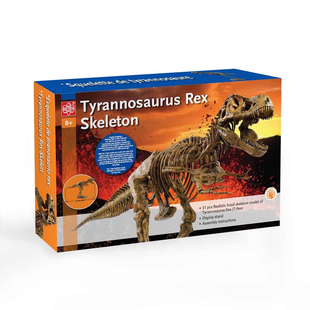 TYRANNOSAURUS REX SKELETON -VT026