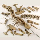 TYRANNOSAURUS REX SKELETON -VT026