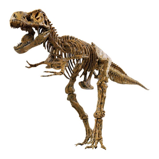 [4893338320263] TYRANNOSAURUS REX SKELETON -VT026